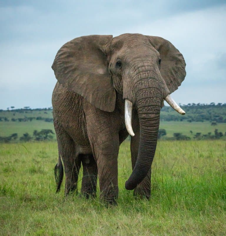 African Bush Elephant By Why Are Some Elephant Tusks Bigger Than
