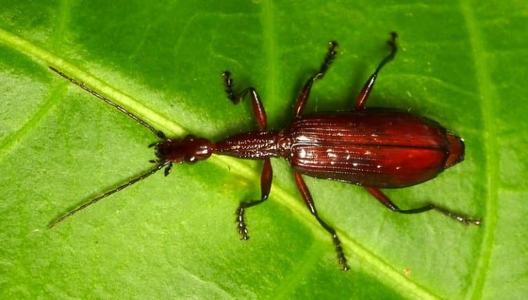 Agra ground beetle