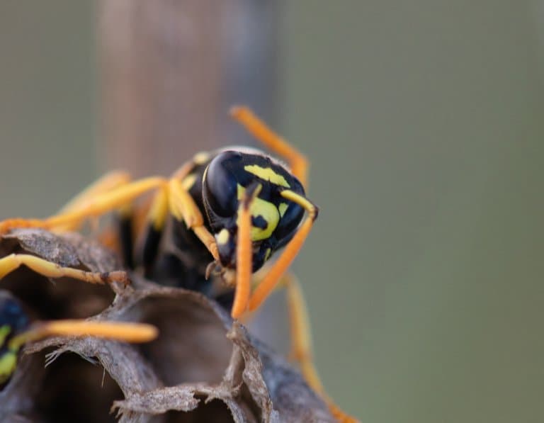 Aha ha Wasp