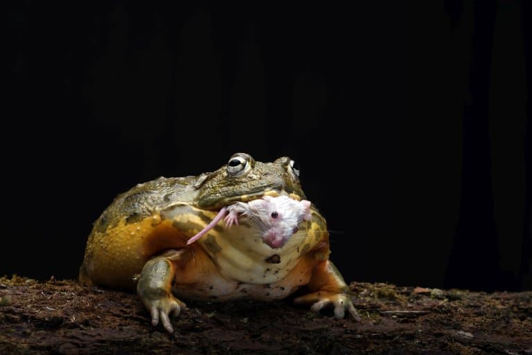 American Bullfrog eating a mouse