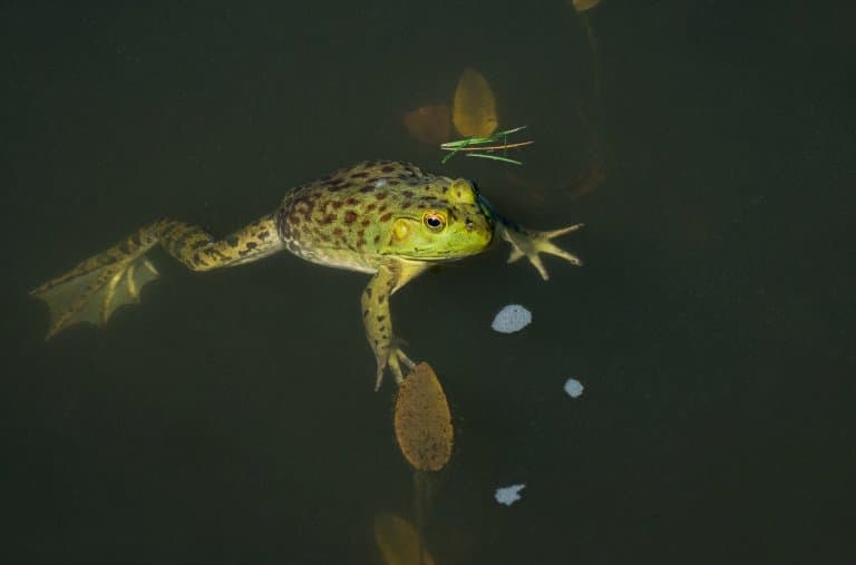 American Bullfrog swimming