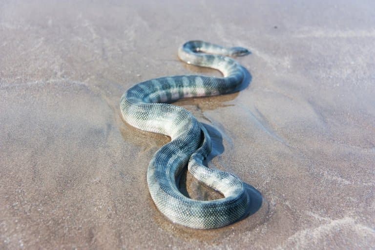 perons sea snake