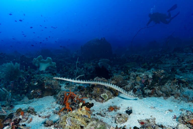 Black-banded Sea Krait