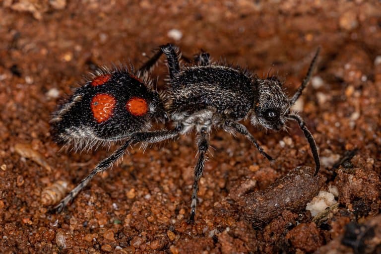 Black Velvet Ant