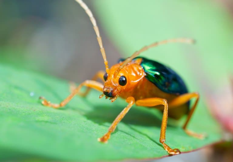 Bombardier Beetle Facts