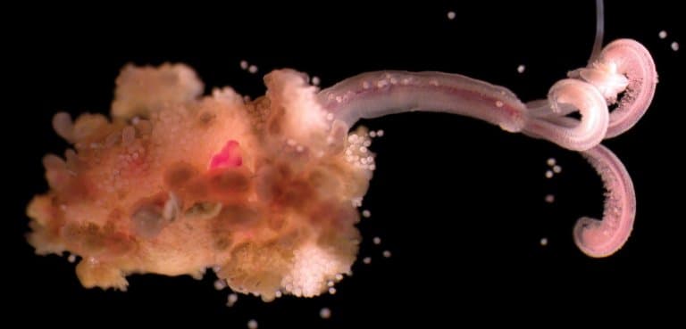 Bone-Eating Snot Flower Worm