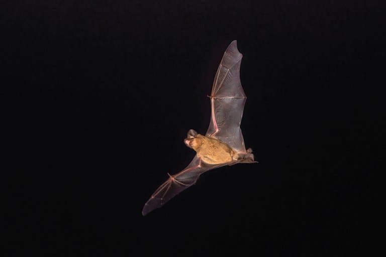 Mexican free-tailed Bat