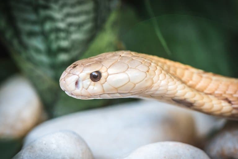 Central Ranges Taipan