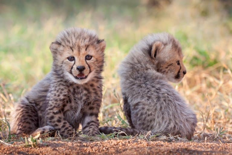 20 Astonishing Cheetah Facts - Fact Animal