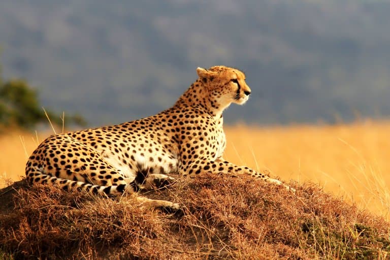 Cheetah spots