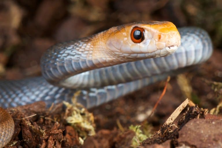 Coastal Taipan