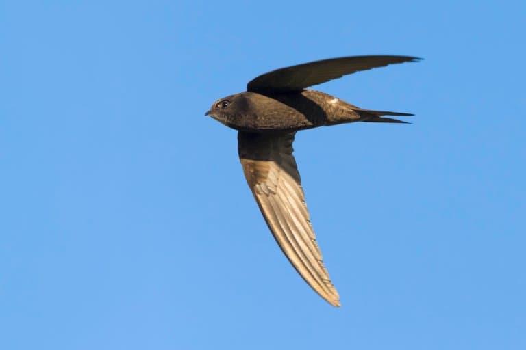 Common Swift