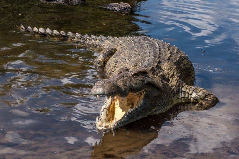 agusan saltwater crocodile