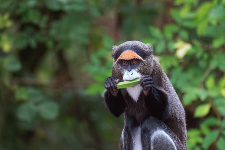 De Brazza’s Monkey eating fruit