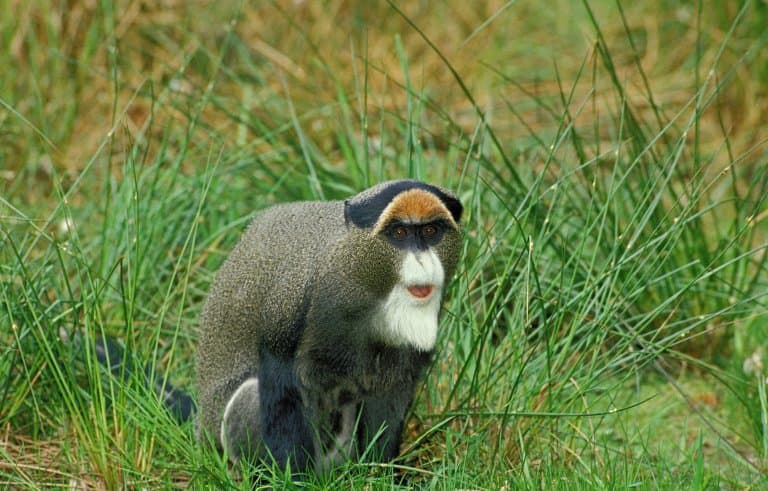 De Brazza’s Monkey on ground