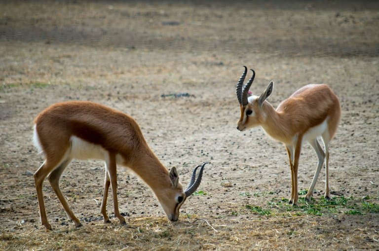 Dorcas gazelle horns