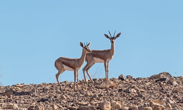 10 Dorcas Gazelle Facts - Fact Animal
