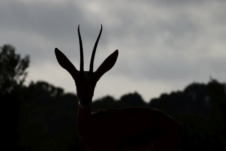Dorcas Gazelle silhouette