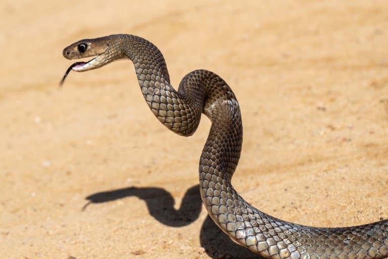 Eastern Brown Snake Facts