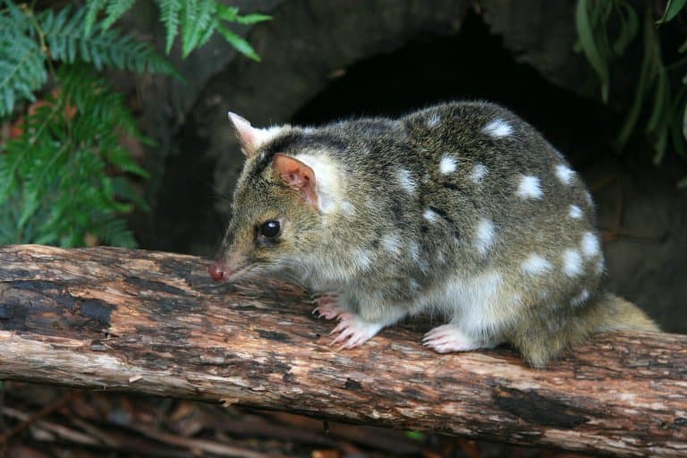 Eastern quoll on branch