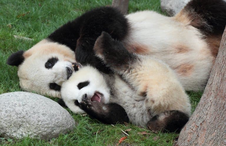 Giant Panda and cub