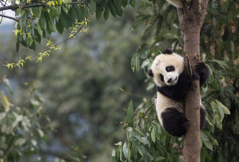 Giant Panda climbing a tree