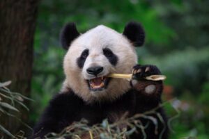 25 Giant Panda Facts - Fact Animal