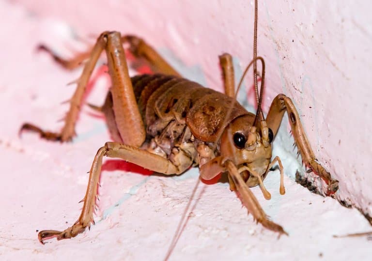 Giant Weta Facts