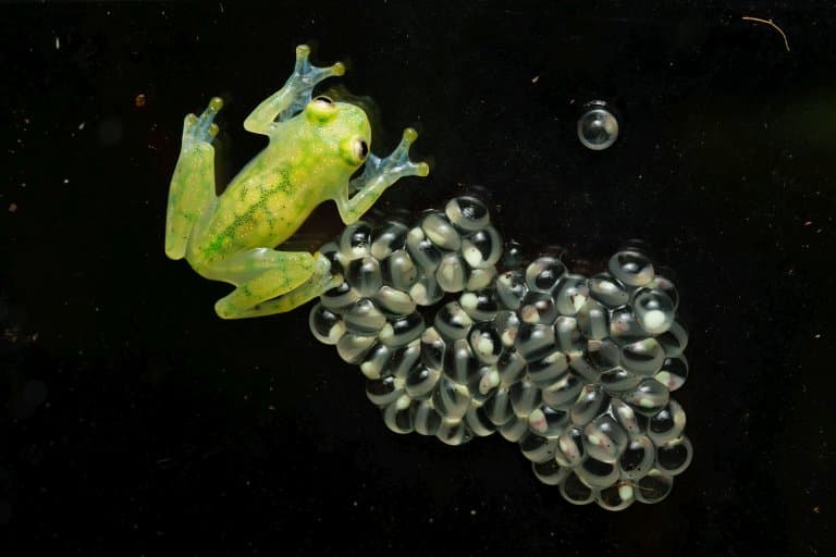 glass frog protecting eggs