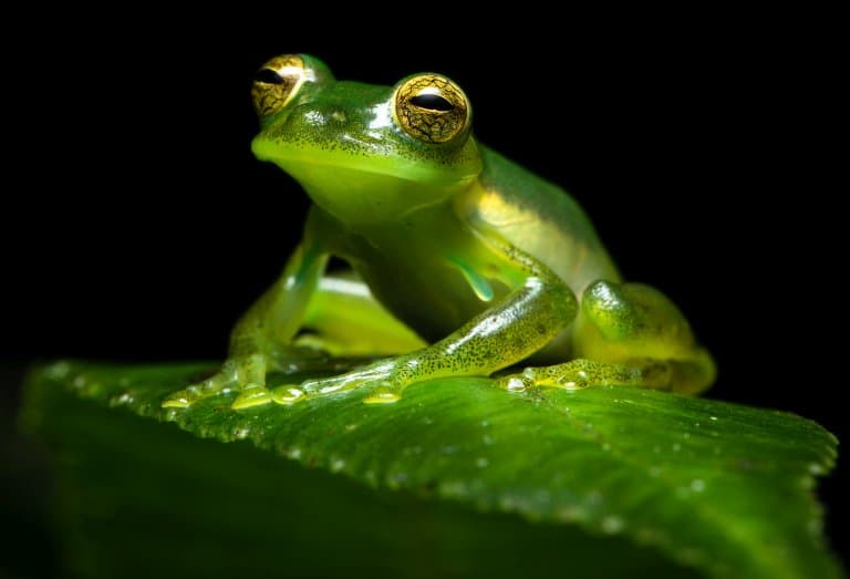 glass frog forward facing eyes