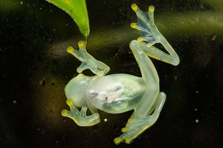 translucent glass frog
