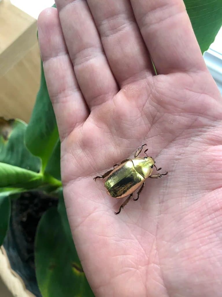 Metallic gold Jewel Scarab beetle