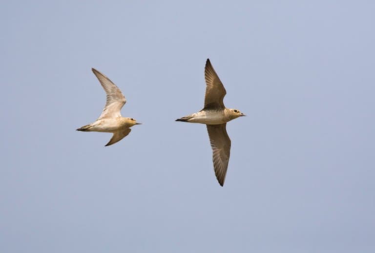 Golden Plover