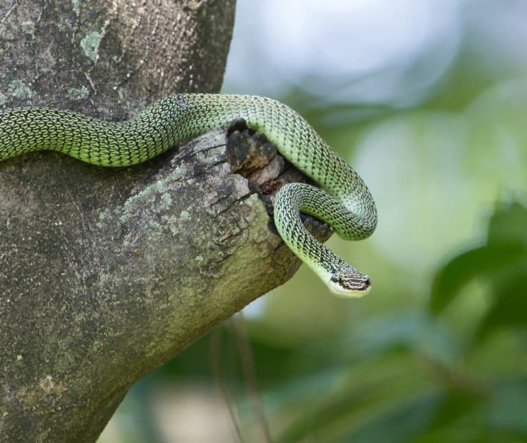 Golden Tree Snake (Flying Snake)