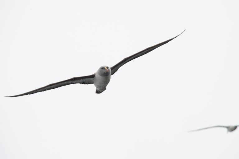 Grey-headed albatross Facts