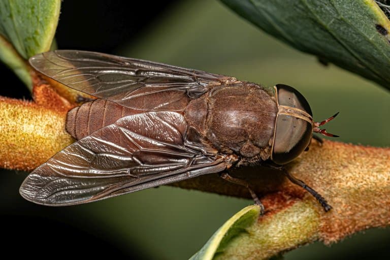 Horse-fly Facts