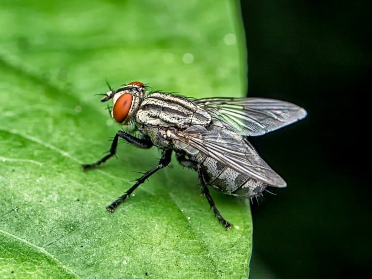 Horse-fly leaf