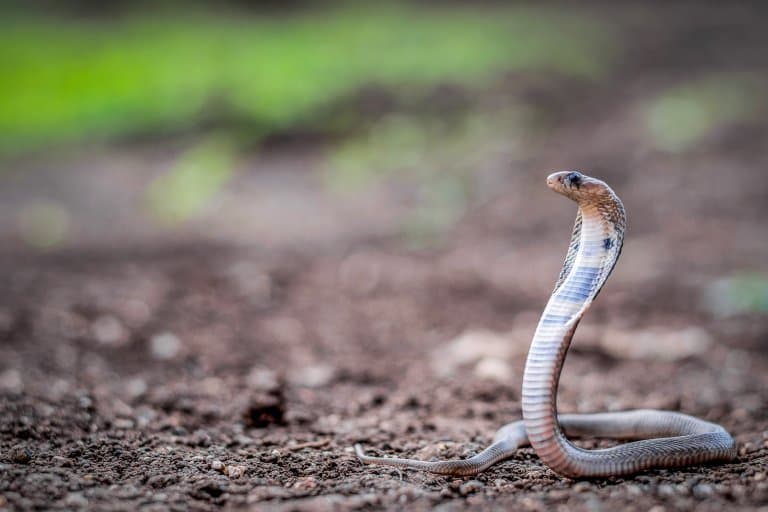 Indian Cobra