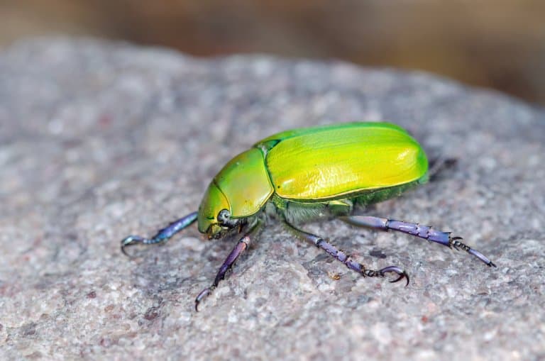 Green Jewel scarab