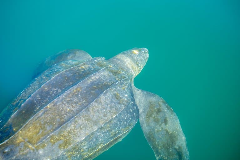 Leatherback Sea Turtle in deep water