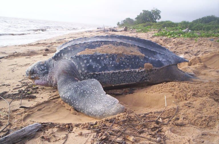 Leatherback Sea Turtle Facts