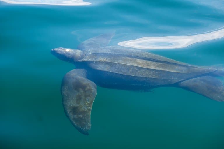 Leatherback Sea Turtle swimming