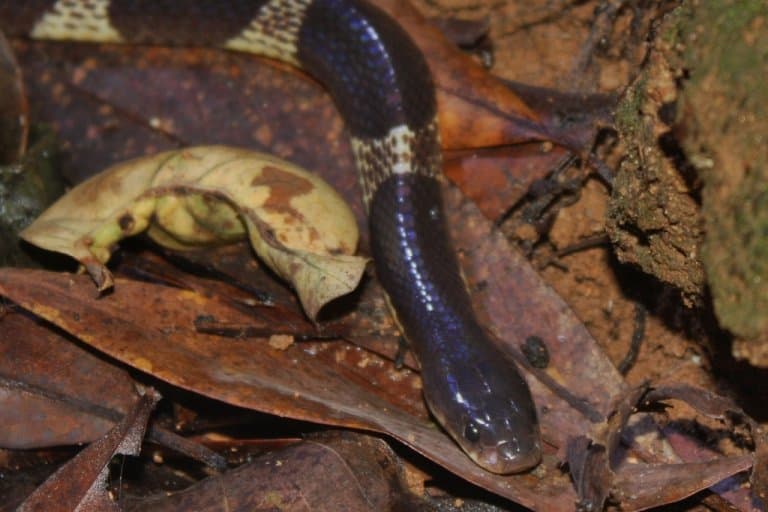 Many-banded Krait