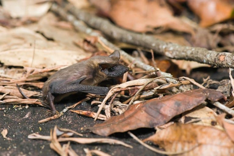 Mexican Free-Tailed Bat on the ground