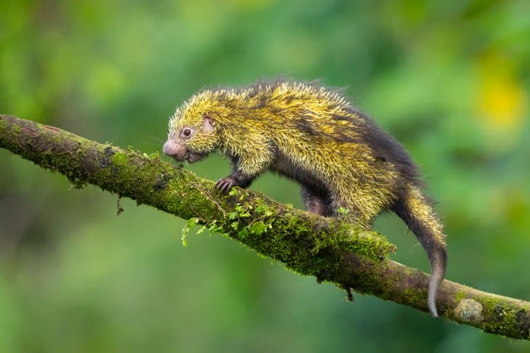 Mexican hairy dwarf porcupine