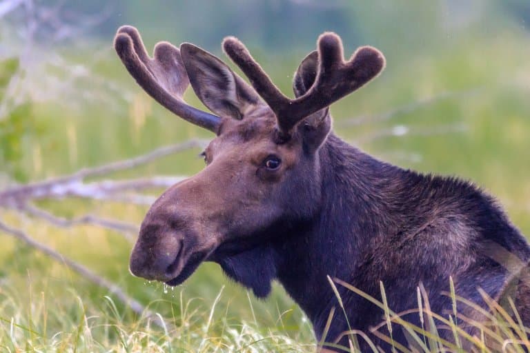 Moose nose and antlers