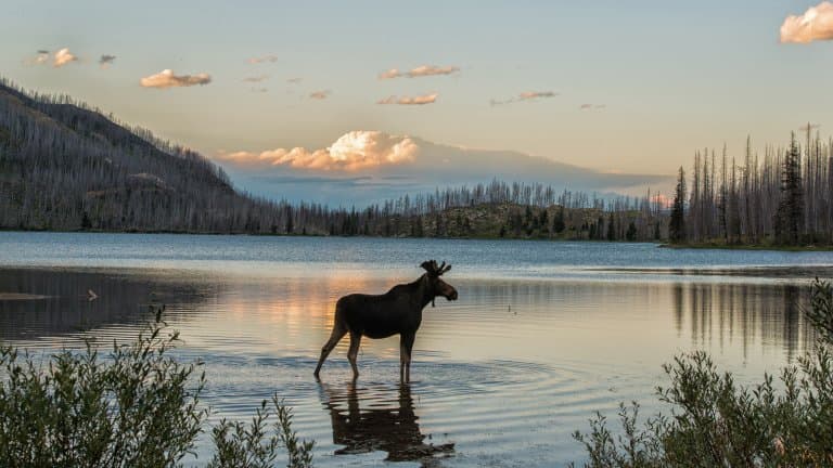 Majestic Moose at a lake