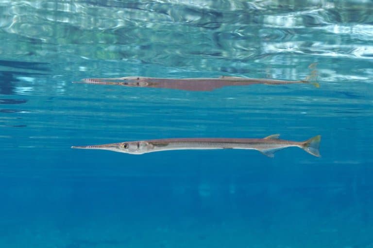 Needlefish Facts