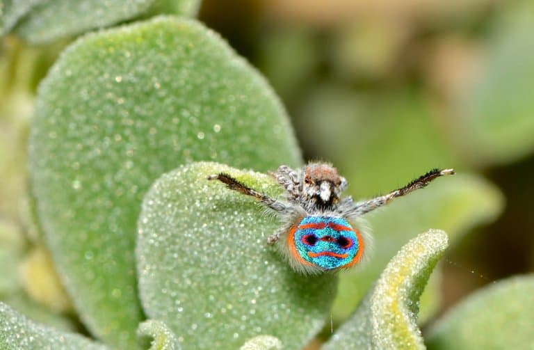 Peacock Spider on a leaf
