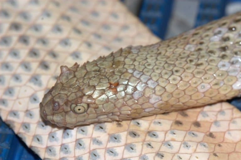 Peron’s Sea Snake